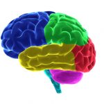 Families Coping with an Acquired Brain Injury ONLINE TRAINING brain_lobes