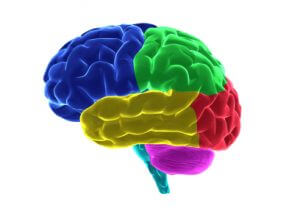 View Larger Image » brain_lobes